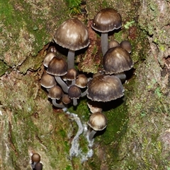 Mycena sp. (genus) at Wellington Park, TAS - 18 May 2025 04:38 PM