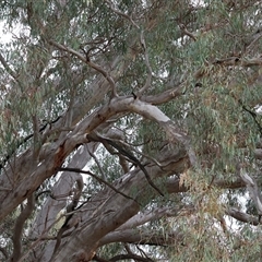 Eucalyptus camaldulensis subsp. camaldulensis (River Red Gum) at Killara, VIC - 24 May 2025 by KylieWaldon