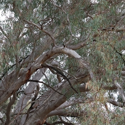 Eucalyptus camaldulensis subsp. camaldulensis (River Red Gum) at Killara, VIC - 24 May 2025 by KylieWaldon