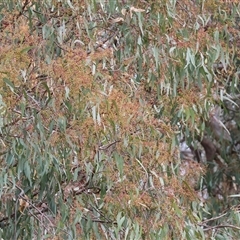 Eucalyptus camaldulensis subsp. camaldulensis at Killara, VIC - 24 May 2025 10:17 AM