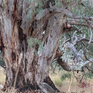 Eucalyptus camaldulensis subsp. camaldulensis at Killara, VIC - 24 May 2025 10:17 AM