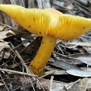 Hygrocybe sp. (Hygrocybe) at Ulladulla, NSW - 24 May 2025 by Clarel