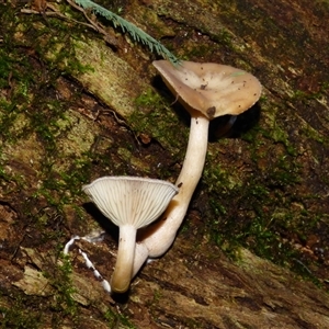 Unverified Cap on a stem; gills below cap [mushrooms or mushroom-like] at Wellington Park, TAS - 18 May 2025 by VanessaC