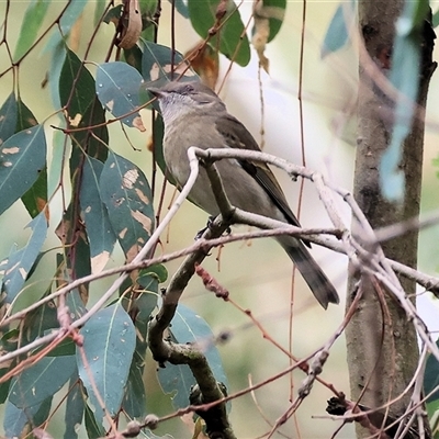 Pachycephala pectoralis at Killara, VIC - 24 May 2025 by KylieWaldon
