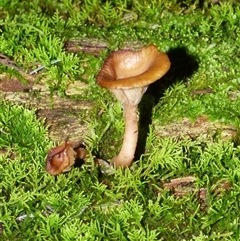 Unverified Fungus at Wellington Park, TAS - 18 May 2025 by VanessaC