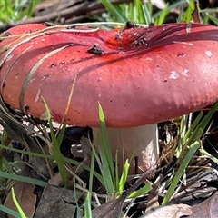 Russula persanguinea (Russula persanguinea) at Jervis Bay Village, JBT - 24 May 2025 by Clarel