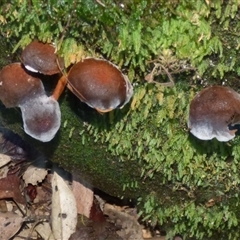 Unverified Cap on a stem; gills below cap [mushrooms or mushroom-like] at Wellington Park, TAS - 18 May 2025 by VanessaC
