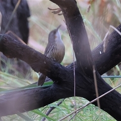 Cormobates leucophaea (White-throated Treecreeper) at Bandiana, VIC - 24 May 2025 by KylieWaldon