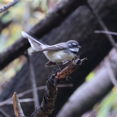 Rhipidura albiscapa (Grey Fantail) at Bandiana, VIC - 24 May 2025 by KylieWaldon