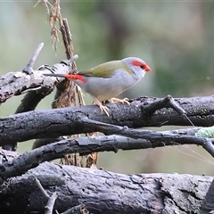 Neochmia temporalis (Red-browed Finch) at Bandiana, VIC - 24 May 2025 by KylieWaldon