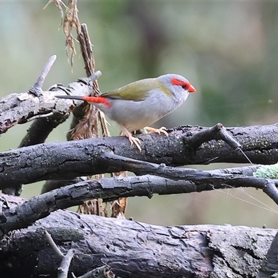 Neochmia temporalis (Red-browed Finch) at Bandiana, VIC - 24 May 2025 by KylieWaldon