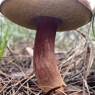 Boletellus sp. at Ulladulla, NSW - 25 May 2025 by Clarel