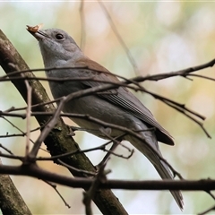 Colluricincla harmonica (Grey Shrikethrush) at Bandiana, VIC - 24 May 2025 by KylieWaldon