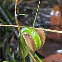 Pterostylis grandiflora (Cobra Greenhood) at Ulladulla, NSW - 22 May 2025 by Clarel
