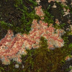 Unverified Fungus at Wellington Park, TAS - 18 May 2025 by VanessaC