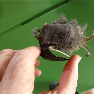 Nyctophilus geoffroyi at Ballyroe, NSW - suppressed