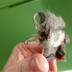 Nyctophilus geoffroyi at Ballyroe, NSW - suppressed