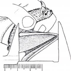 Nyctophilus geoffroyi at Ballyroe, NSW - suppressed