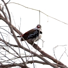 Stagonopleura guttata (Diamond Firetail) at Canowindra, NSW - 23 May 2025 by jb2602