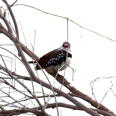 Stagonopleura guttata (Diamond Firetail) at Canowindra, NSW - 23 May 2025 by jb2602