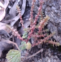 Crassula sp. at Carrolls Creek, NSW - 23 May 2025 01:52 PM