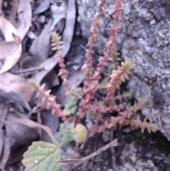 Crassula sp. at Carrolls Creek, NSW - 23 May 2025 01:52 PM