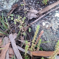 Crassula sp. at Carrolls Creek, NSW - 23 May 2025 01:52 PM