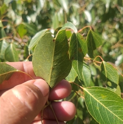 Brachychiton populneus at Stanthorpe, QLD - 24 May 2025 by Mitchellbaker1990