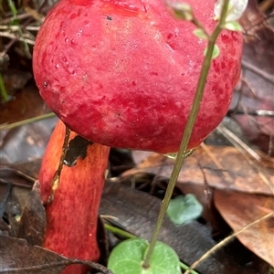 Boletellus obscurecoccineus (Rhubarb Bolete) at Ulladulla, NSW - 21 May 2025 by Clarel
