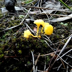 Lichenomphalia chromacea by Paul4K