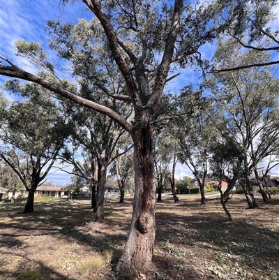 Eucalyptus bridgesiana (Apple Box) at Higgins, ACT - 26 May 2025 by Untidy