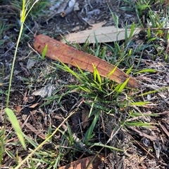 Microlaena stipoides (Weeping Grass) at Higgins, ACT - 26 May 2025 by Untidy