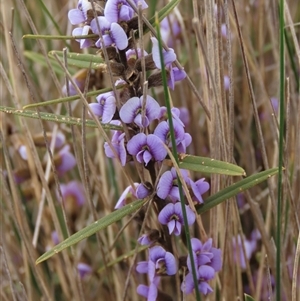 Hovea heterophylla (Common Hovea) at Dry Plain, NSW - 4 Oct 2024 by AndyRoo