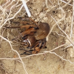 Neosparassus patellatus at Dry Plain, NSW - 4 Oct 2024 by AndyRoo