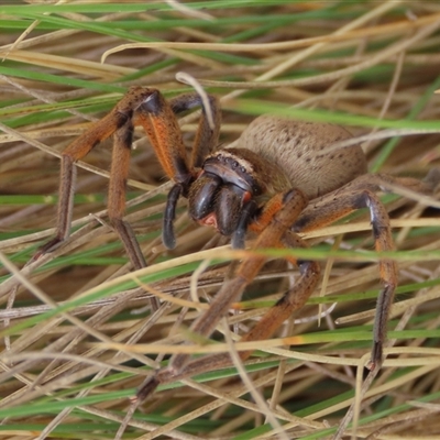 Neosparassus patellatus at Dry Plain, NSW - 4 Oct 2024 by AndyRoo