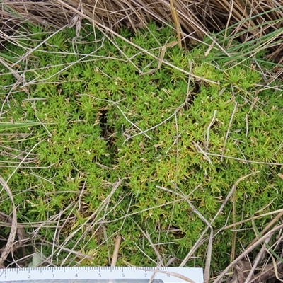 Scleranthus biflorus (Twin-flower Knawel) at Dry Plain, NSW - 4 Oct 2024 by AndyRoo