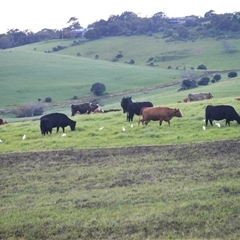 Bubulcus coromandus (Eastern Cattle Egret) at Kangaroo Valley, NSW - 26 May 2025 by plants