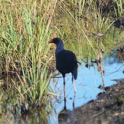 Porphyrio melanotus (Australasian Swamphen) at Kangaroo Valley, NSW - 26 May 2025 by plants