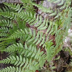 Histiopteris incisa at Moollattoo, NSW - suppressed