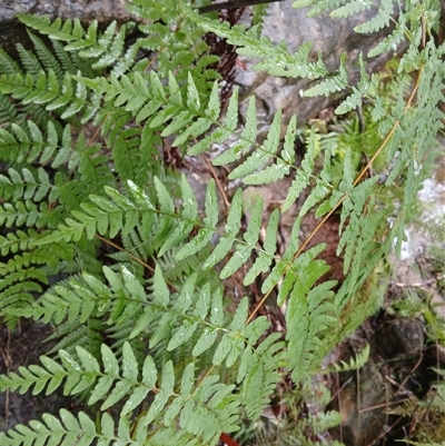 Histiopteris incisa (Bat's-Wing Fern) at Moollattoo, NSW - 26 May 2025 by plants