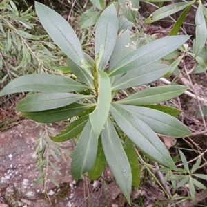 Duboisia myoporoides (Corkwood, Eye-opening Tree) at Moollattoo, NSW - 26 May 2025 by plants