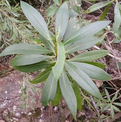 Duboisia myoporoides (Corkwood, Eye-opening Tree) at Moollattoo, NSW - 26 May 2025 by plants