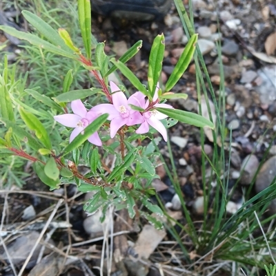 Crowea exalata subsp. exalata (Small Crowea) at Moollattoo, NSW - 26 May 2025 by plants