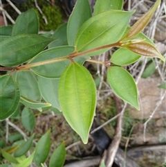 Rhodamnia rubescens (Scrub Turpentine, Brown Malletwood) at Moollattoo, NSW - 26 May 2025 by plants