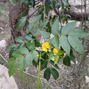 Senna septemtrionalis (Winter Senna, Arsenuc Bush) at Moollattoo, NSW - 26 May 2025 by plants