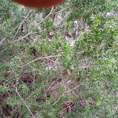 Melaleuca styphelioides (Prickly-leaved Tea-tree) at Moollattoo, NSW - 26 May 2025 by plants