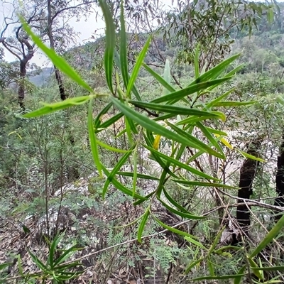Myoporum bateae at Moollattoo, NSW - 26 May 2025 by plants