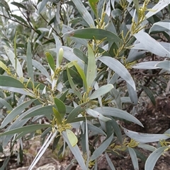 Acacia binervia (Coastal Myall, Kai'arrewan) at Moollattoo, NSW - 26 May 2025 by plants
