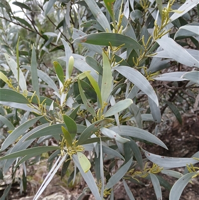 Acacia binervia (Coastal Myall, Kai'arrewan) at Moollattoo, NSW - 26 May 2025 by plants