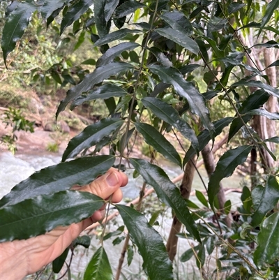 Unverified Other Tree at Caparra, NSW - 25 May 2025 by maznee